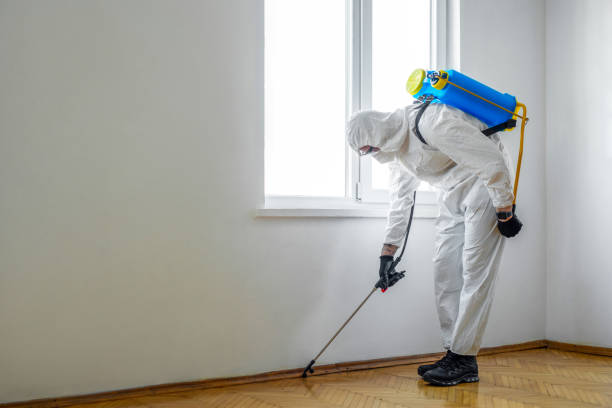 Best Flea Control Services  in Cedar Rapids, IA