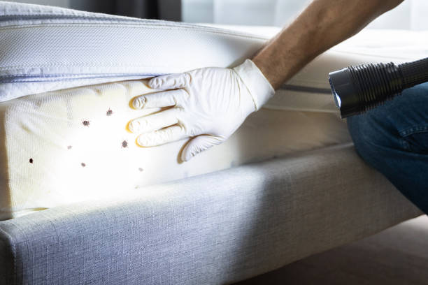 Best Emergency Pest Control  in Cedar Rapids, IA