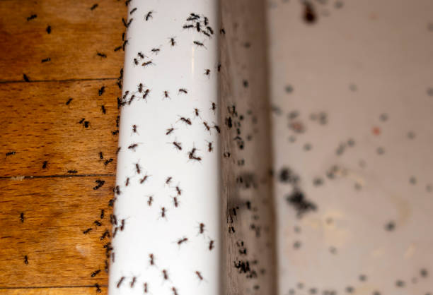 Best Pest Removal Services  in Cedar Rapids, IA