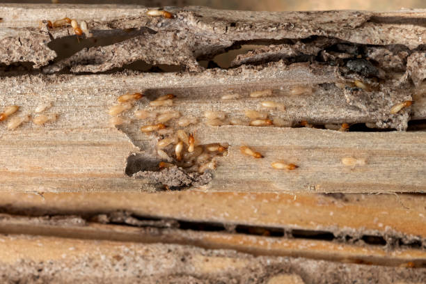Best Affordable Pest Control Services  in Cedar Rapids, IA