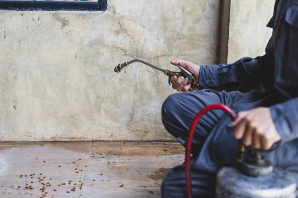 Wasp Removal Services in Cedar Rapids, IA